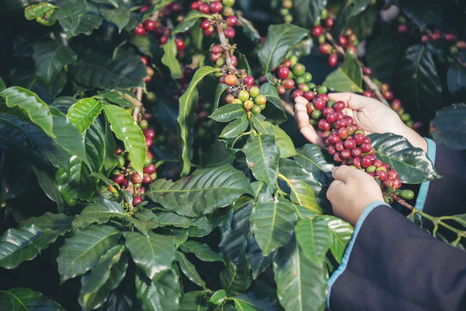 Budidaya Tanaman Kopi Robusta