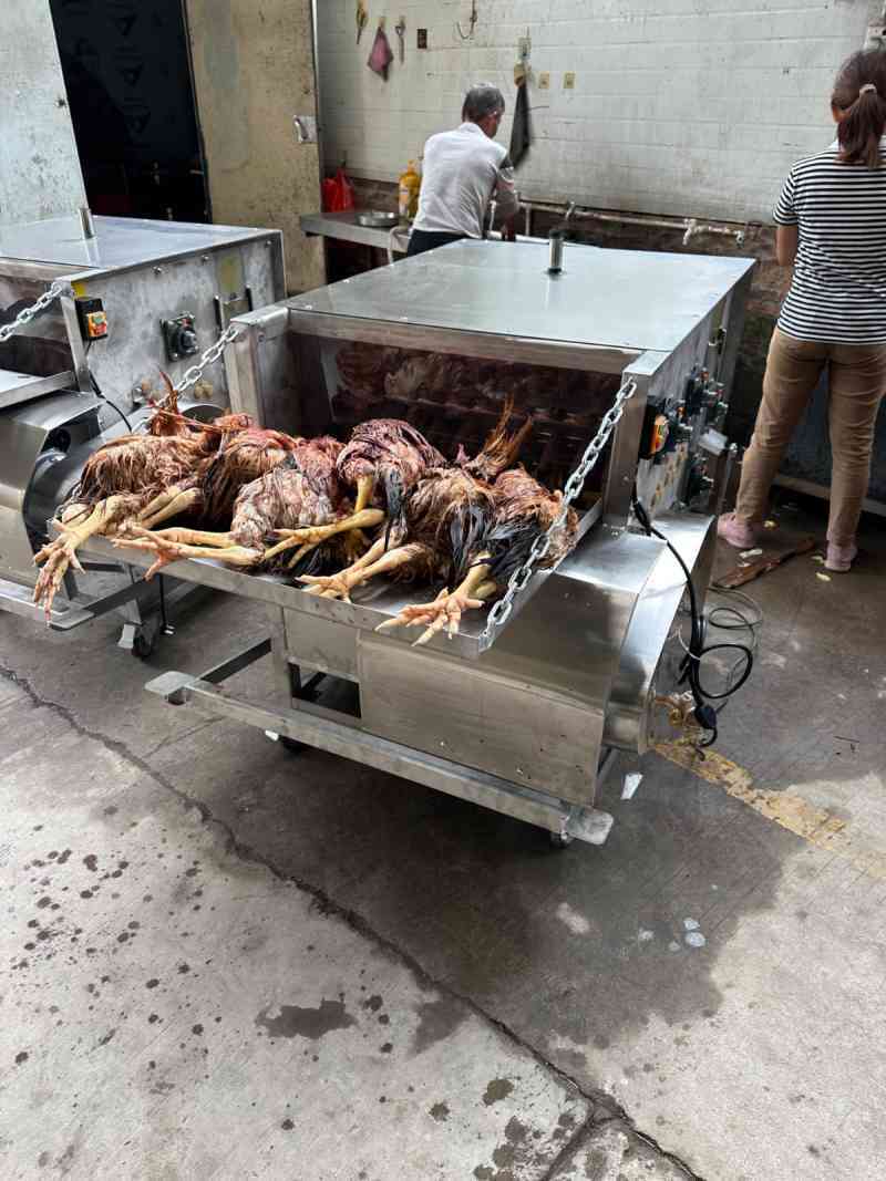 Keunggulan dan Spesifikasi Utama Mesin Perontok Bulu Ayam Potong